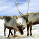 Image for article titled Reindeer are the only mammals that can see ultraviolet light